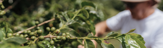 Safra Crédito agro